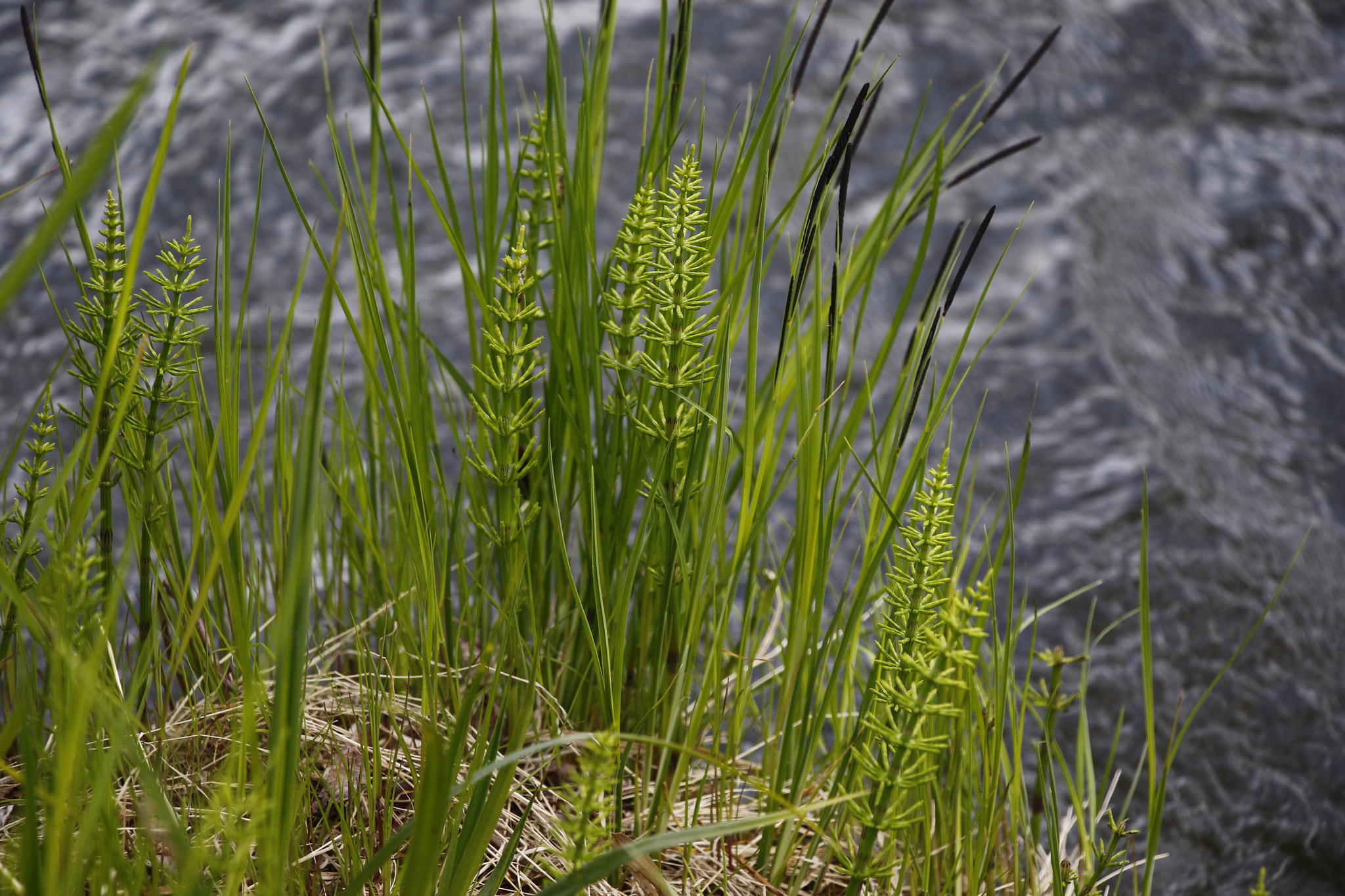 Equisetum arvense